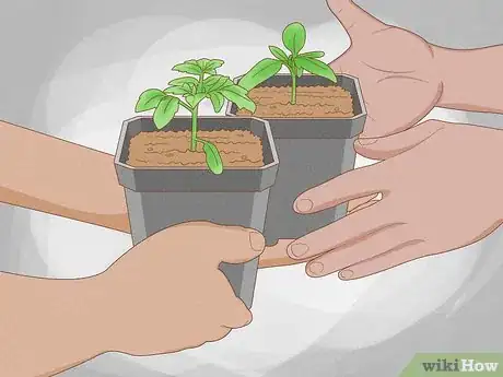 Image titled Grow Tomatoes in Pots Step 2