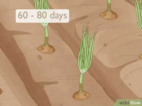 Image titled Plant Sprouted Onions Step 9