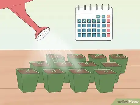 Image titled Grow Tomatoes from Seeds Step 15