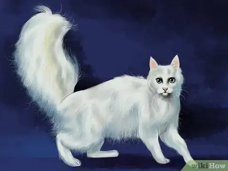 Image titled Identify a Turkish Angora Step 3