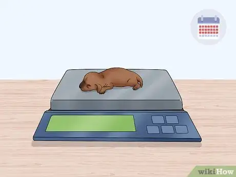 Image titled Care for Newborn Puppies Step 21