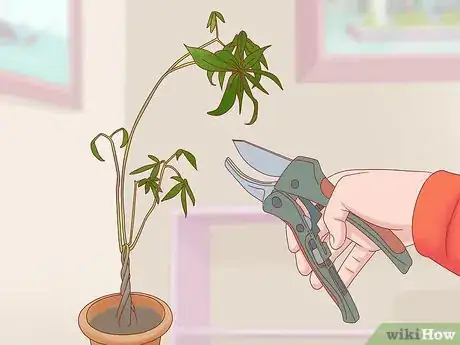 Image titled Prune a Money Tree Step 1