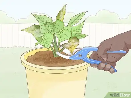 Image titled Get Rid of Mold on Houseplants Step 8