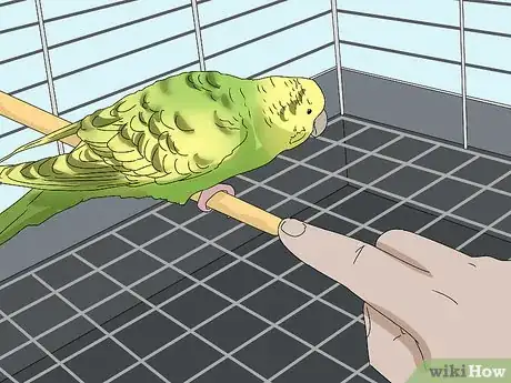 Image titled Hand Train a Parakeet Step 14