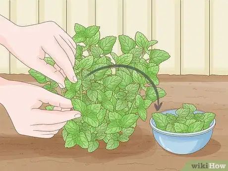 Image titled Harvest Lemon Balm Step 3