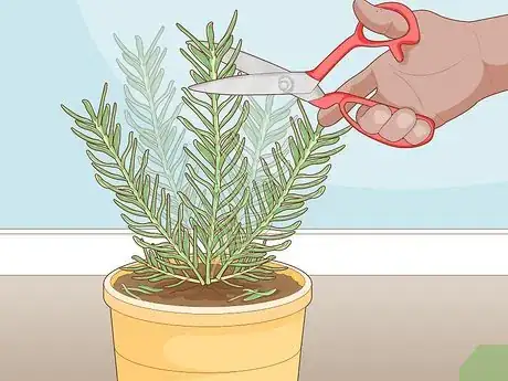 Image titled Grow Herbs in Water Step 12