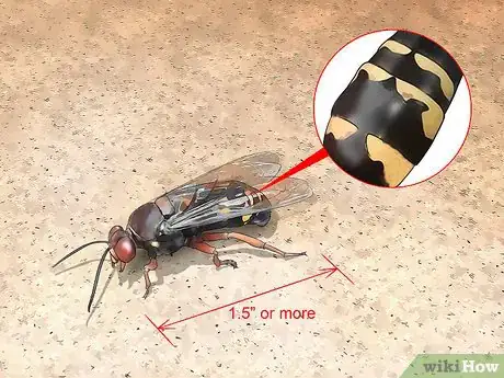 Image titled Get Rid of Ground Digger Wasps (Cicada Killers) from Your Lawn Step 1