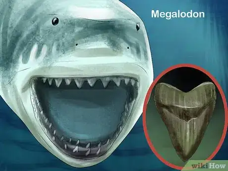 Image titled Identify Shark Teeth Step 10