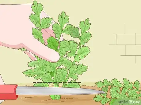 Image titled Grow Parsley from Cuttings Step 13