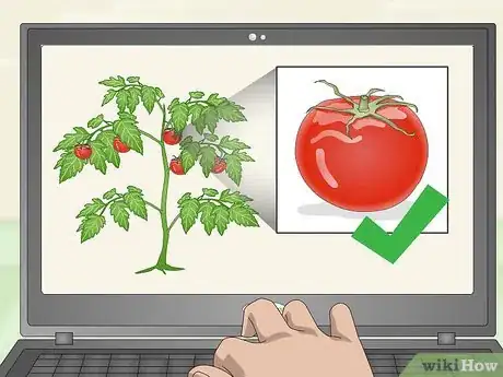 Image titled Pick Tomatoes Step 1