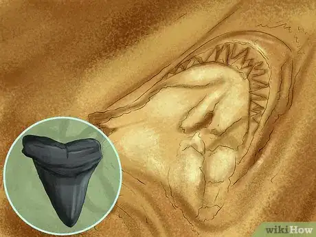 Image titled Identify Shark Teeth Step 12
