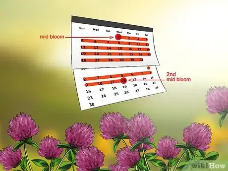 Image titled Harvest Red Clover Step 3