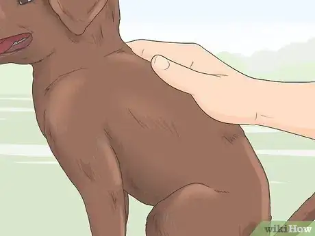 Image titled Identify a Pure Labrador Puppy Step 1