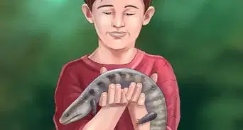 Care for a Skink