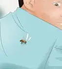 Escape from Killer Bees