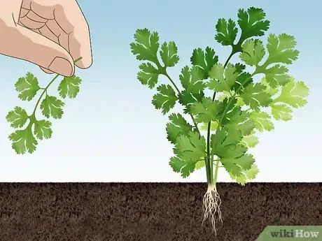 Image titled Grow Cilantro Step 6