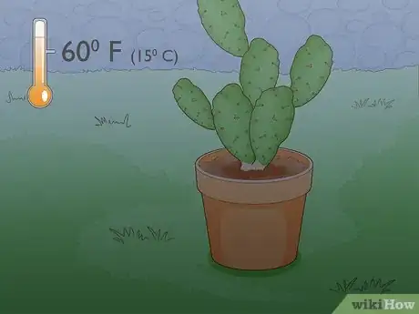 Image titled Propagate a Cactus Step 1