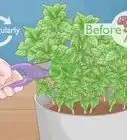 Grow Herbs Indoors Under Lights