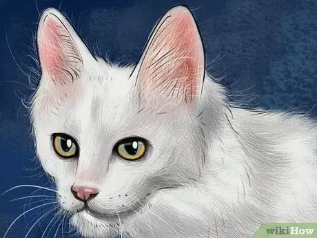 Image titled Identify a Turkish Angora Step 4