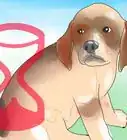 Teach a Puppy Its Name