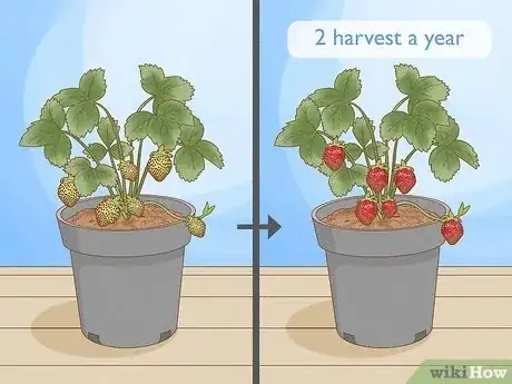 Image titled Grow Strawberries Step 3