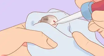 Nurse a Baby Rabbit