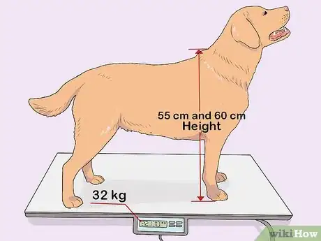 Image titled Breed Labradors Step 7