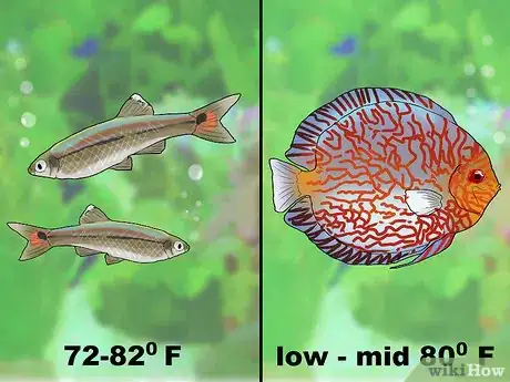 Image titled Know Which Fish to Put Together in a Tank Step 2