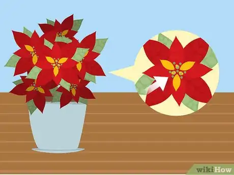 Image titled Care for Poinsettias Step 4