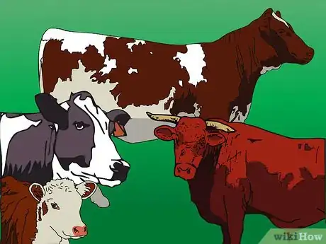 Image titled Tell the Difference Between Bulls, Cows, Steers and Heifers Step 1