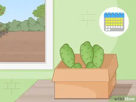 Image titled Get Rid of Cactus Bugs Step 8