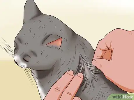 Image titled Clean Your Cat When He Can't Do It Himself Step 7