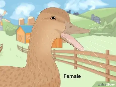 Image titled Tell the Difference Between Male and Female Ducks Step 5