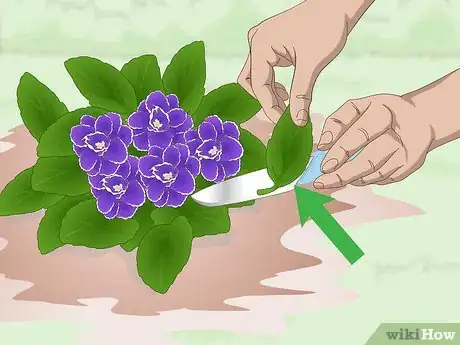 Image titled Propagate African Violets Step 2