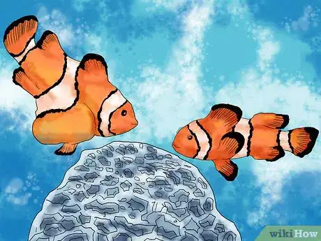 Image titled Breed Clownfish Step 7