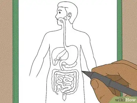 Image titled Draw a Model of the Digestive System Step 12