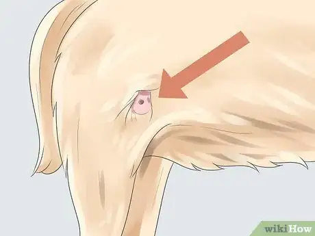 Image titled Treat Dog Bite Wounds on Dogs Step 12