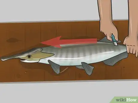 Image titled Catch Paddlefish Step 12.jpeg