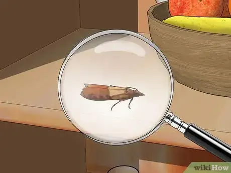 Image titled Identify Moths Step 10