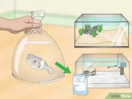 Image titled Purchase and Care for a Puffer Fish Step 4