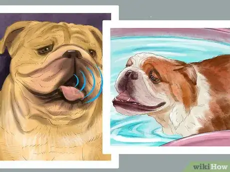 Image titled Exercise an English Bulldog Step 7