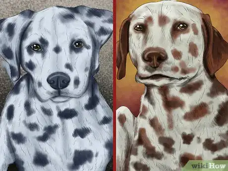 Image titled Identify a Dalmatian Step 2