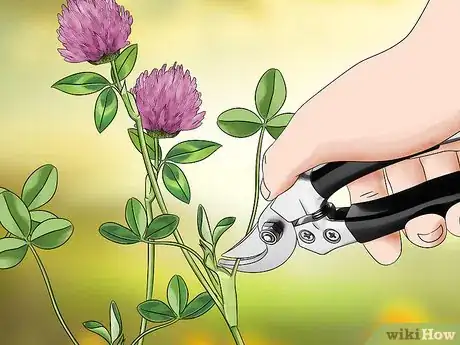 Image titled Harvest Red Clover Step 7