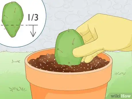 Image titled Propagate a Cactus Step 7