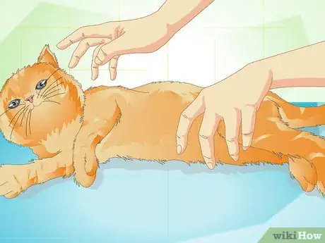 Image titled Deliver Ear Medication to Cats Step 5