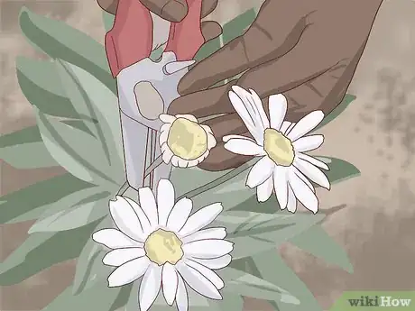 Image titled Care for Daisies Step 11