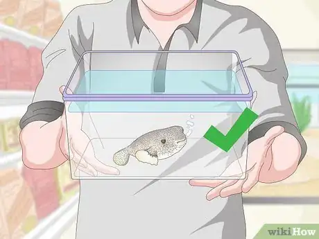 Image titled Purchase and Care for a Puffer Fish Step 1