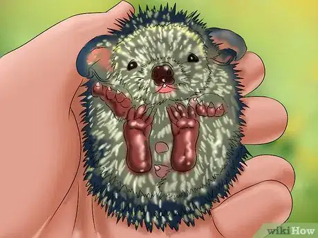 Image titled Care for a Baby Hedgehog Step 11