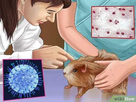 Image titled Diagnose Hamster Respiratory Illnesses Step 13