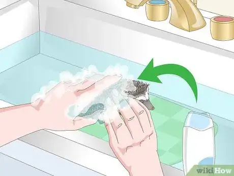 Image titled Bathe a Pet Hedgehog Step 5